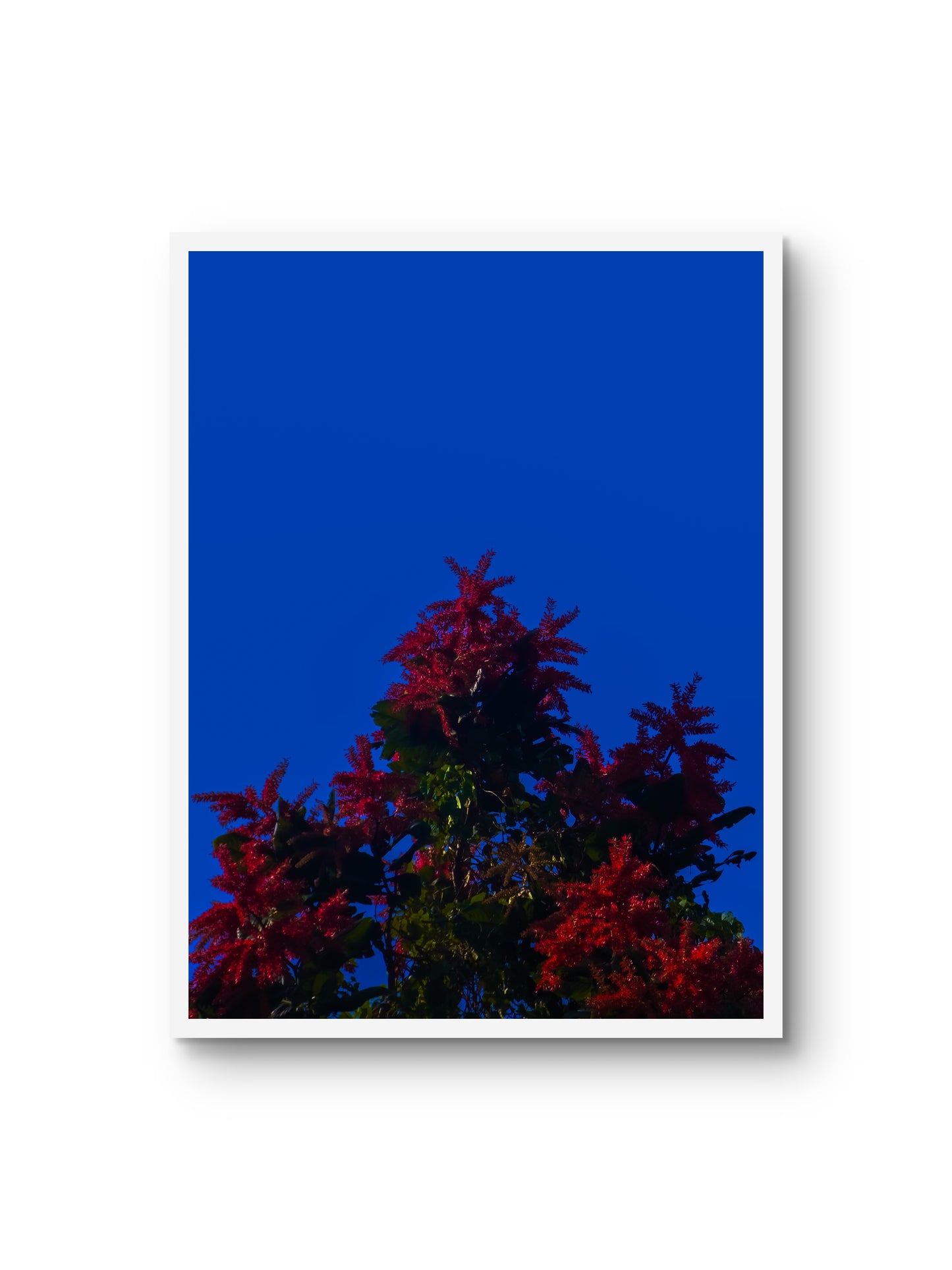 Pôster - Céu Azul E A Planta Vermelha